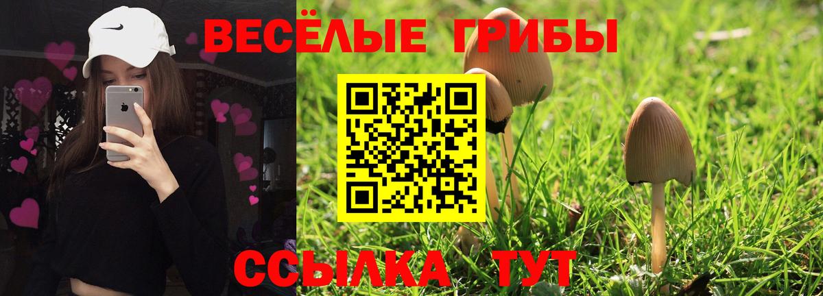Псилоцибиновые грибы GOLDEN TEACHER  Вход с VPN  Псилоцибиновые грибы Magic Shrooms  Курган 